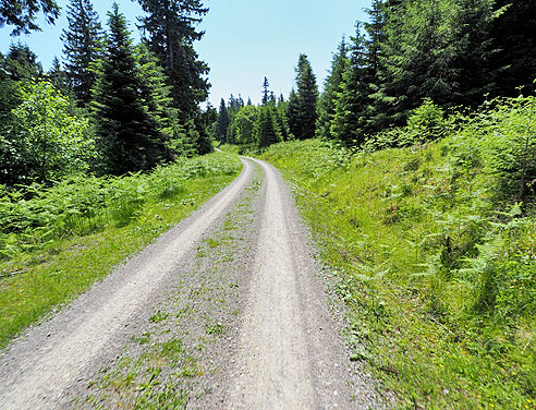 waldweg